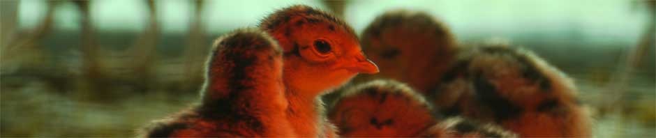 Pheasant chicks in an incubator
